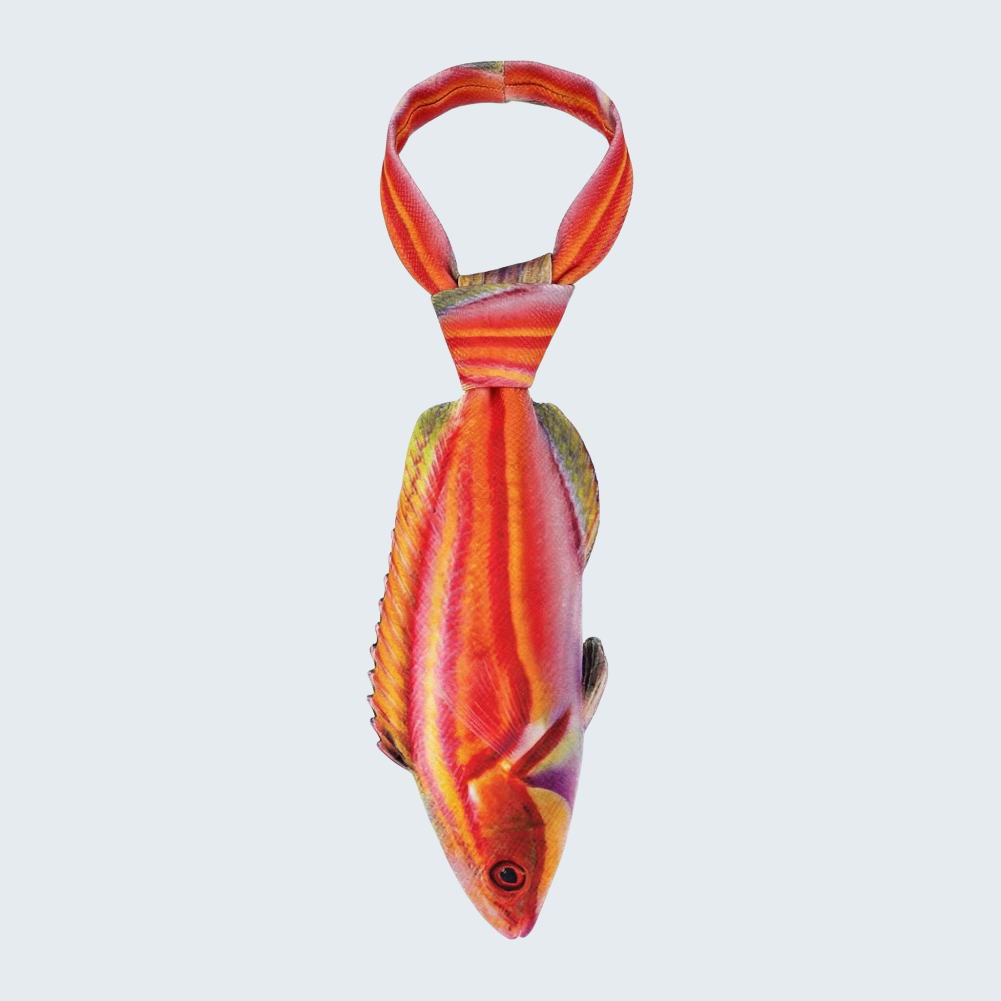 Evolyx© Laboute's Fairy Wrasse