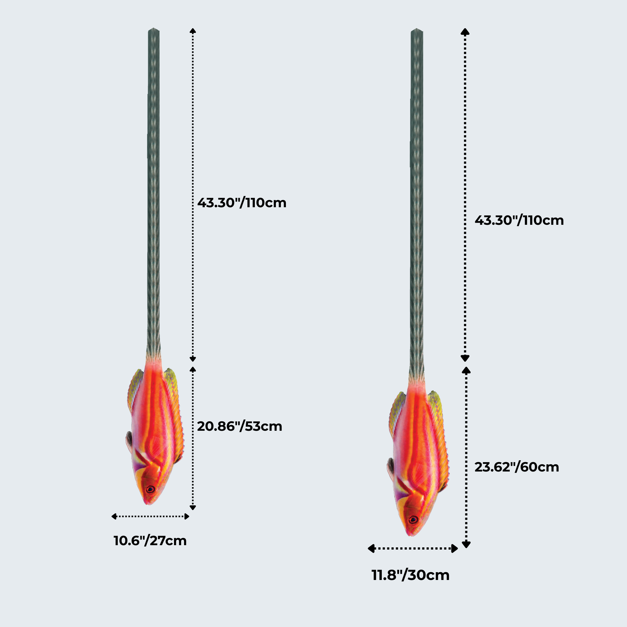 Evolyx© Laboute's Fairy Wrasse