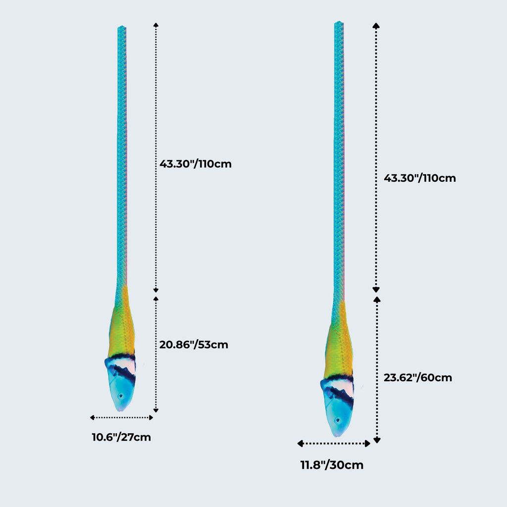 Evolyx© Bluehead Wrasse