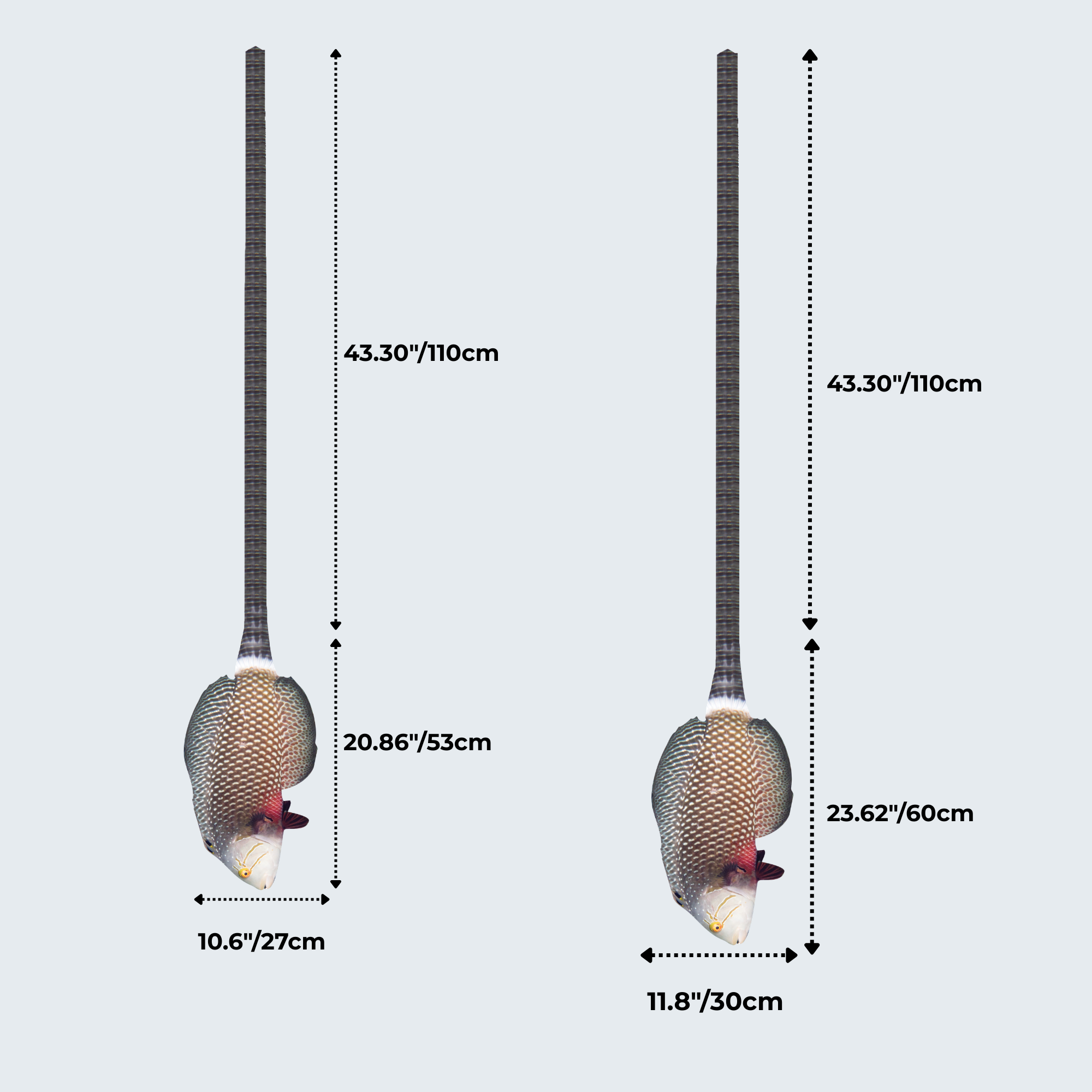 Evolyx© Dragon Wrasse